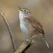 House Wren